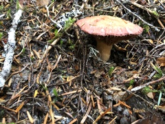 Chroogomphus tomentosus