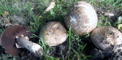 Agaricus cappellianus