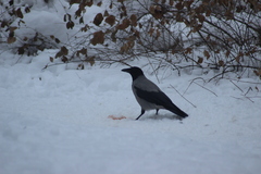 Corvus cornix