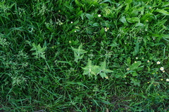 Salvia yangii