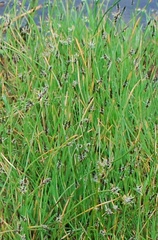 Eleocharis palustris