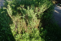 Salvia yangii