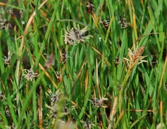 Eleocharis palustris