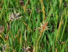 Eleocharis palustris