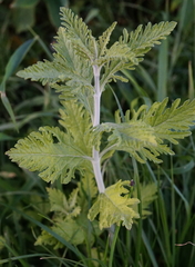 Salvia yangii