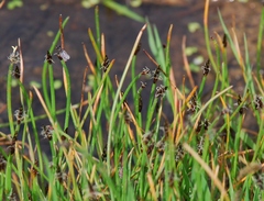 Eleocharis palustris