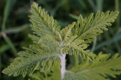 Salvia yangii