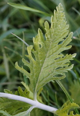 Salvia yangii