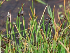 Eleocharis palustris