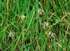 Eleocharis palustris