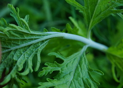Salvia yangii