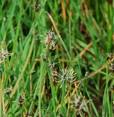 Eleocharis palustris
