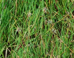 Eleocharis palustris