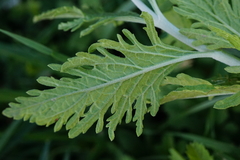 Salvia yangii