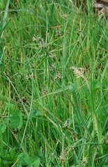 Eleocharis palustris