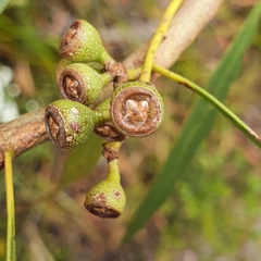 Eucalyptus amygdalina