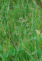 Eleocharis palustris