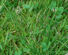 Eleocharis palustris