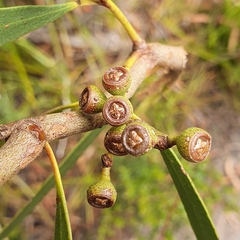 Eucalyptus amygdalina