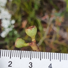 Eucalyptus amygdalina