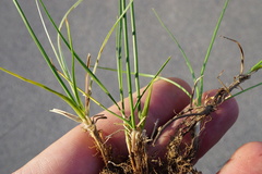 Carex stenophylla