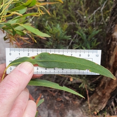 Eucalyptus amygdalina