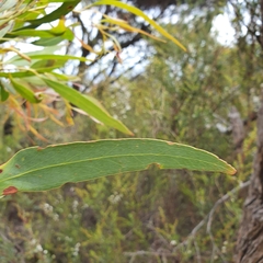 Eucalyptus amygdalina
