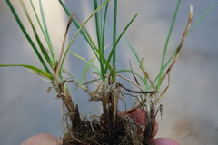 Carex stenophylla