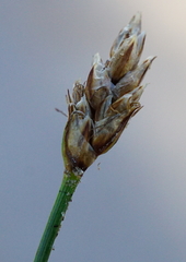 Carex stenophylla