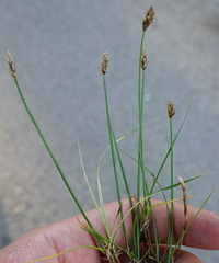 Carex stenophylla