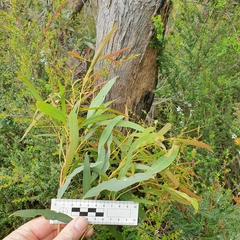 Eucalyptus amygdalina