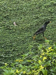 Acridotheres fuscus