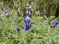 Lupinus pubescens