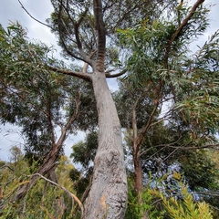 Eucalyptus amygdalina