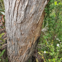 Eucalyptus amygdalina