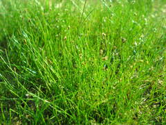 Eleocharis acicularis