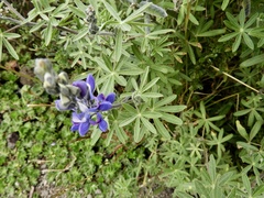Lupinus pubescens