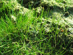 Eleocharis acicularis