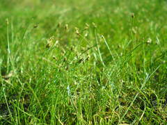 Eleocharis acicularis