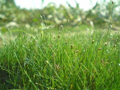 Eleocharis acicularis