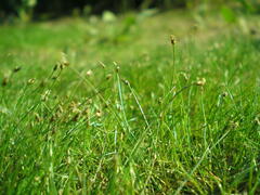 Eleocharis acicularis