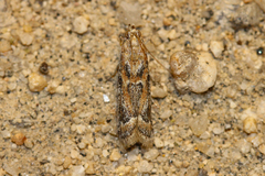 Pyraloidea