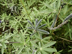 Lupinus pubescens