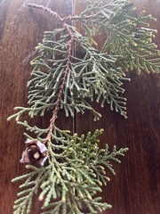 Chamaecyparis lawsoniana