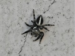Evarcha denticulata