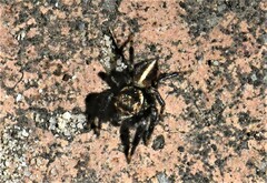 Evarcha denticulata
