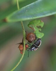 Ochrostomus pulchellus