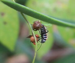 Ochrostomus pulchellus