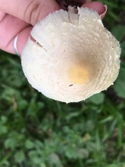 Chlorophyllum hortense