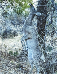 Odocoileus virginianus carminis